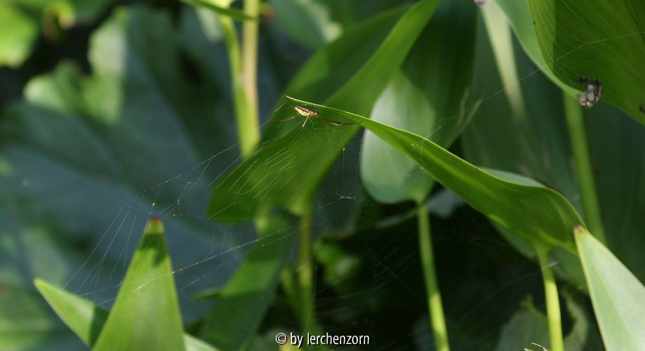 Streckerspinne, Weibchen