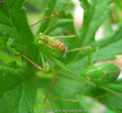 Insekten auf Duftpelargonie 3.jpg