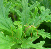 Insekten auf Duftpelargonie.jpg