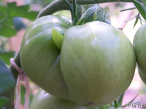 Black Prince