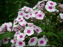 Phlox pan.-Smlg. Aug. 2014