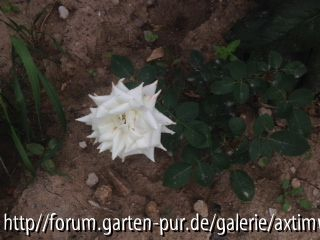 Weiße Rose unbekannt