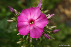 Lasse - 1. Blüte der neuen Pflanze