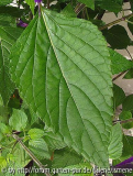 Salvia vielleicht Black Knight Blaetter