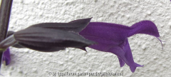 Salvia vielleicht Black Knight Blüte