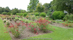 Echinacea-Sichtungsbeete-Weihenstephan_1