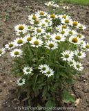 Echinacea-Purity-Weihenstephan_14-1a.jpg