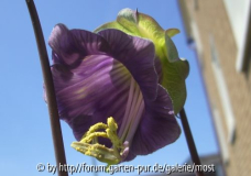 blüte 6 aug 14.jpg