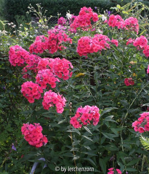 Phlox Cult. karminrosa