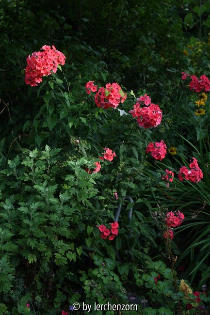 Phlox Cult. karminrosa