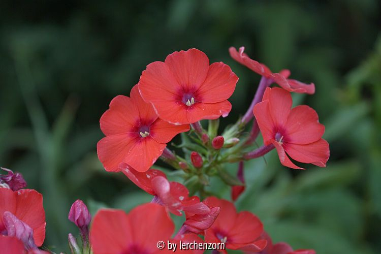 Phlox Cult. ORANGE