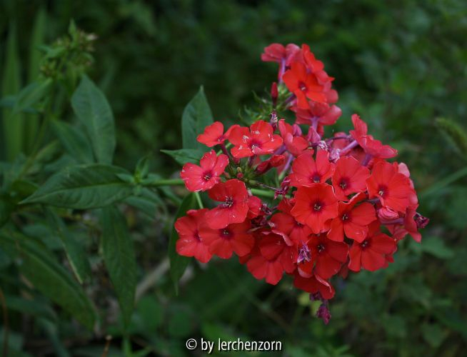 Phlox Farbfehler
