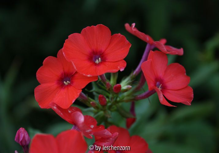 Phlox Farbfehler