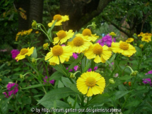Augustbeete, Helenium