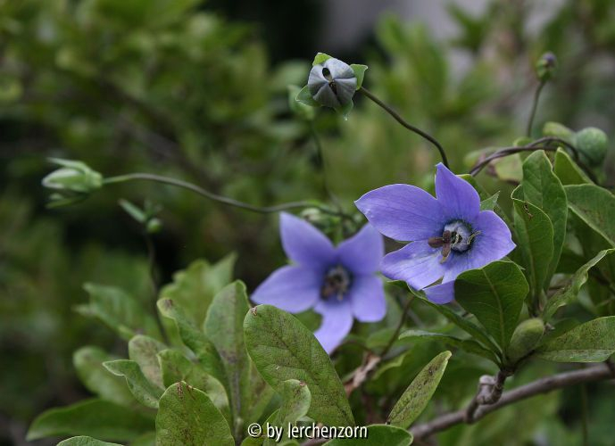 Codonopsis forrestii