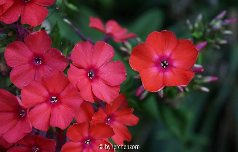 Phlox Cult. ORANGE