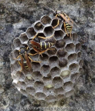 Feldwespen_1a.jpg