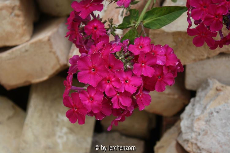Phlox paniculata