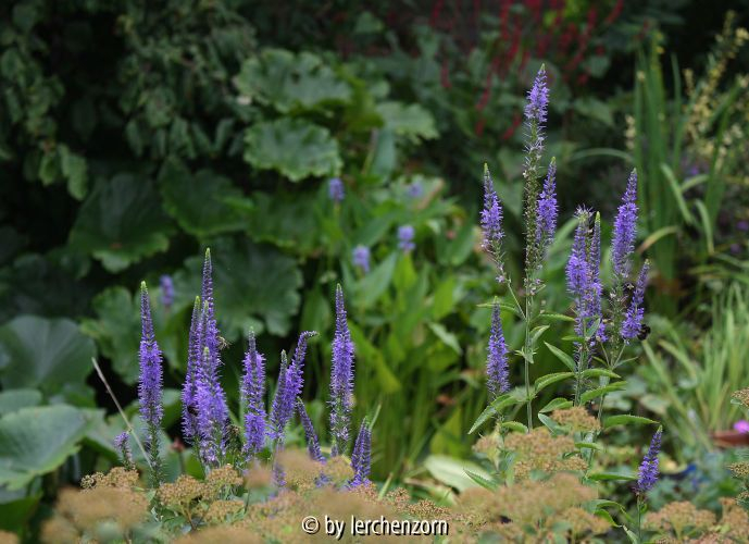 Veronica longifolia