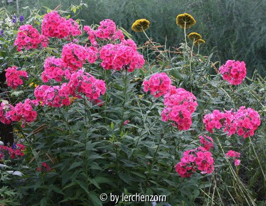 Phlox Cult. karminrosa