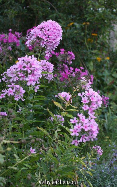 Phlox Fehllieferung