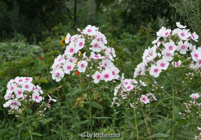 Phlox paniculata, ?EUROPA?