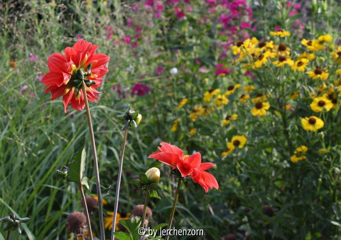 Dahlia, Absaat BISHOP OF LLANDAFF
