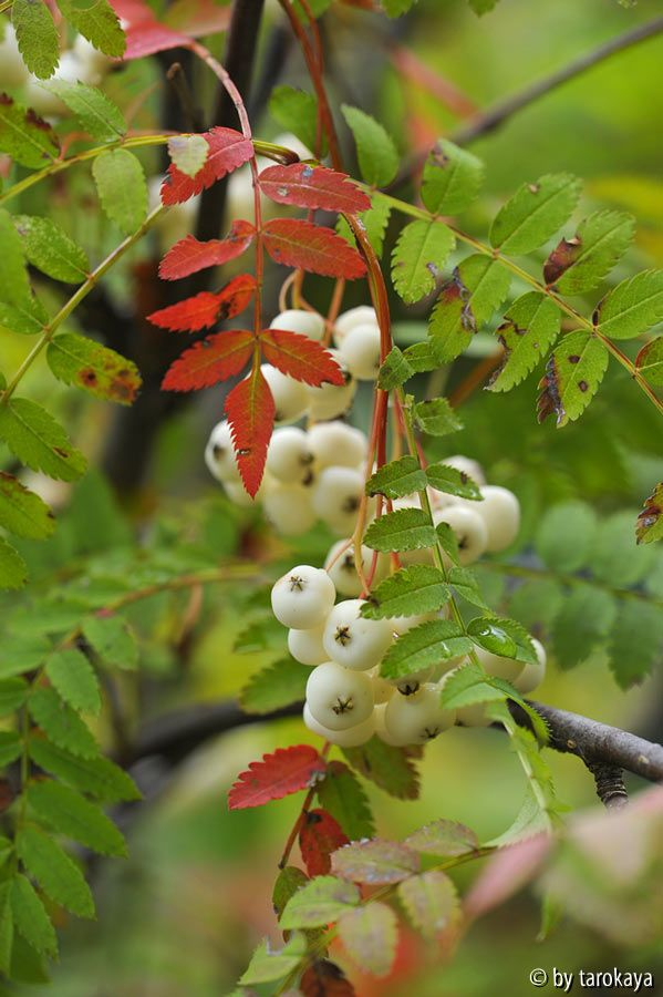 sorbus koehneana2 8/14