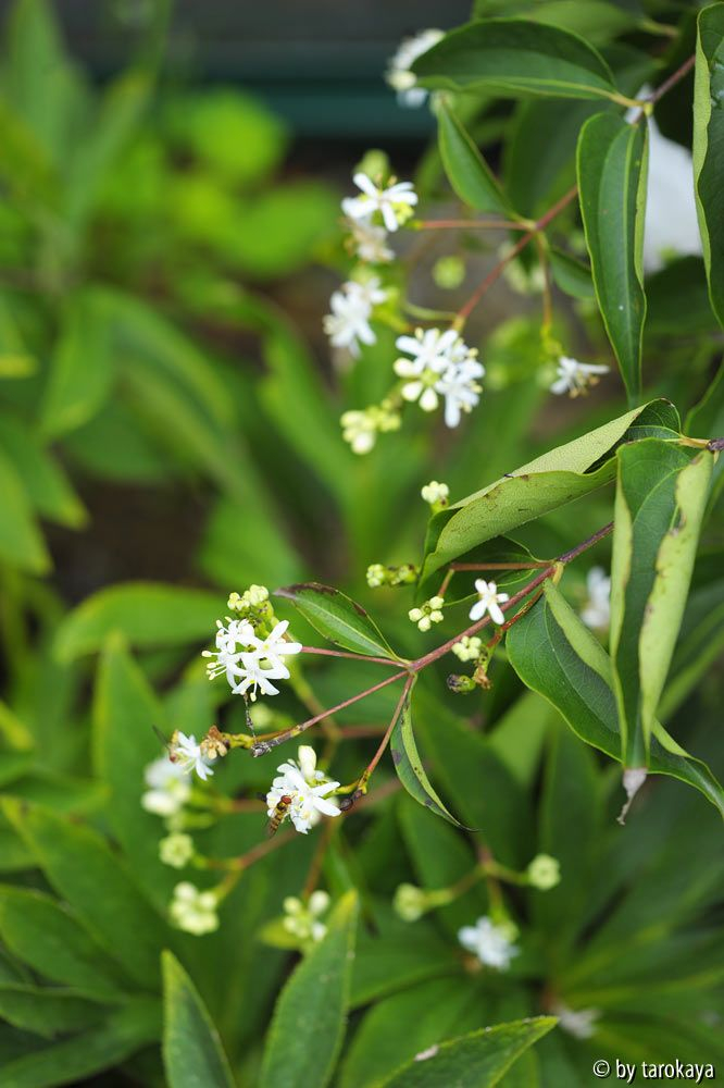 heptacodium14