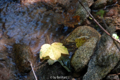 Herbstblatt im Juli