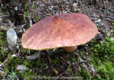 Pilze_10-1a.jpg