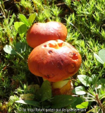 Pilze_9-1a.jpg