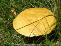 Pilze_7-1a.jpg