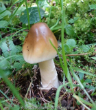 Pilze_6-1a.jpg