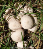 Pilze_5-1a.jpg