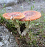Pilze_4-1a.jpg