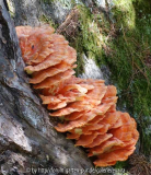 Pilze_1-2a.jpg
