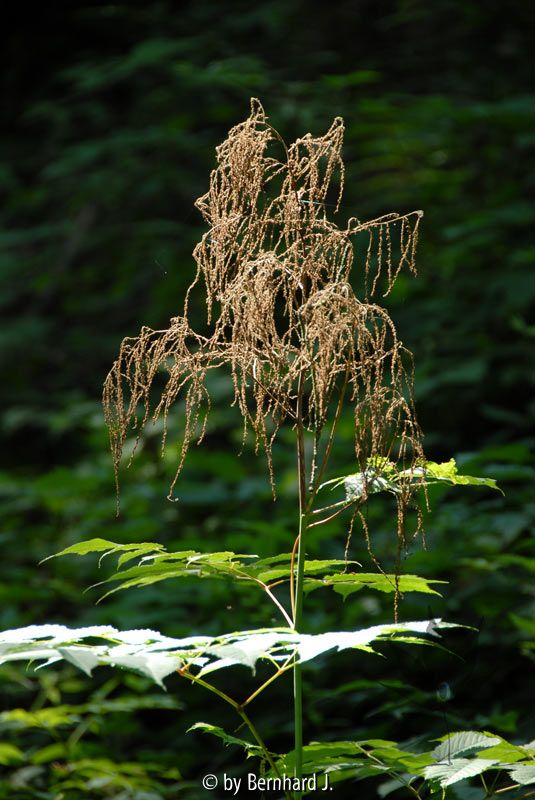 Aruncus dioicus - Waldgeißbart
