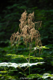 Aruncus dioicus - Waldgeißbart