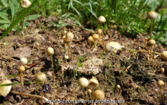 Pilze_11-1a.jpg