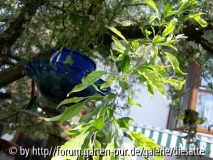 Bilder meines Muttertagsbaums
