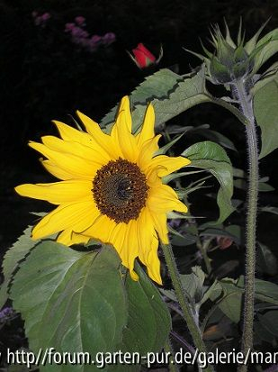 Sonnenblume