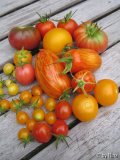 Tomatenernte, 26. Juli 2006