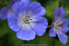 Rozanne, Einzelblüte