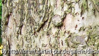 Rinde Muttertagsbaum