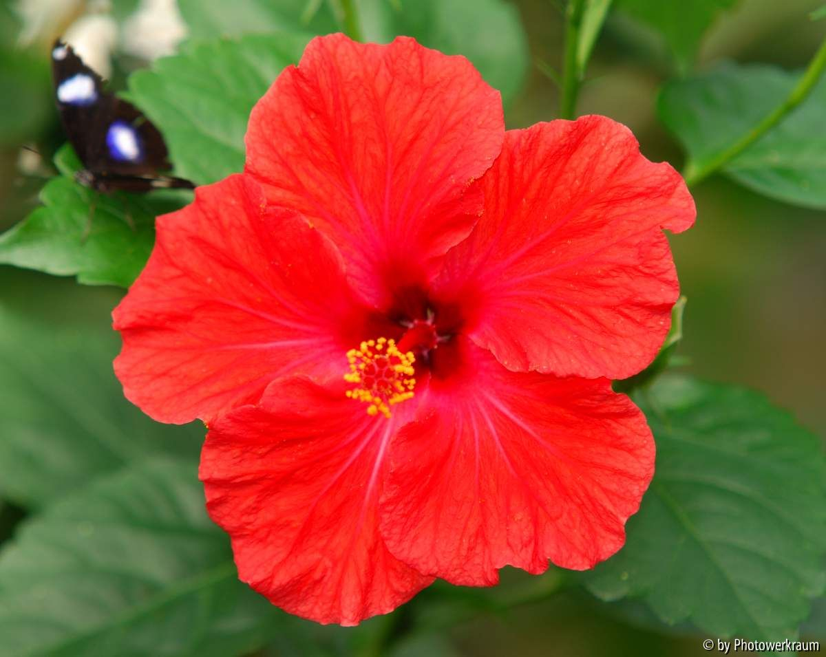 Hibiskusblüte
