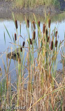 StC Typha