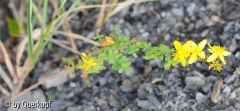 StC Hypericum