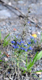StC Echium