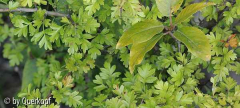 StC Crataegus Laub